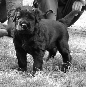 Tiny Hurricane of Berryland Tiny Hurricane of Berryland